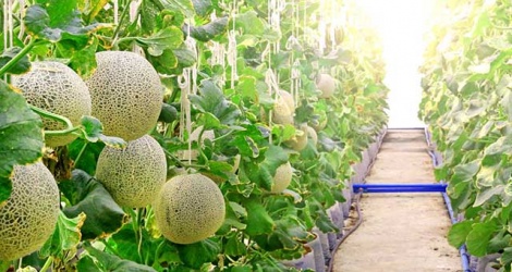 Phú Yên “phanh” nhiều hạng mục đầu tư tại Khu nông nghiệp ứng dụng công nghệ cao