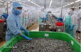 上半年越南水产品出口增长12.8%