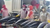 越以贸易额有望迈向40亿美元新台阶